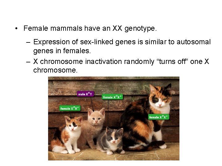  • Female mammals have an XX genotype. – Expression of sex-linked genes is