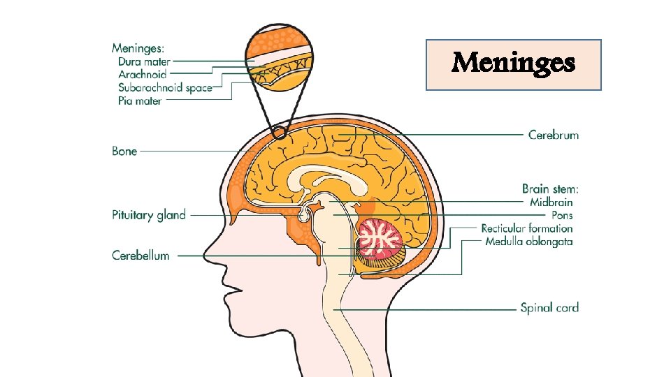 Meningis Meninges 