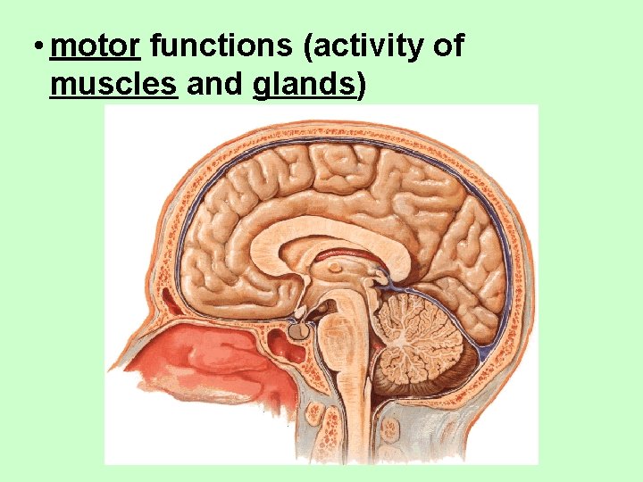  • motor functions (activity of muscles and glands) 