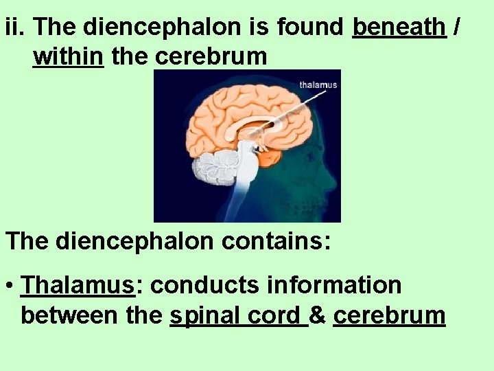 ii. The diencephalon is found beneath / within the cerebrum The diencephalon contains: •