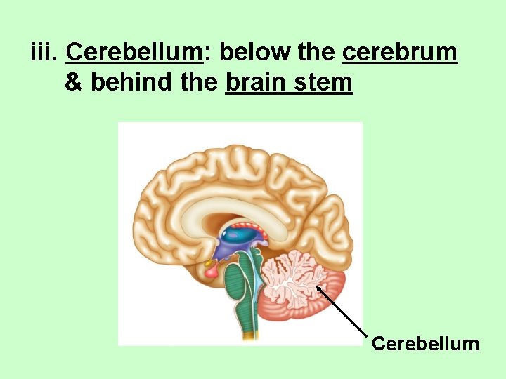 iii. Cerebellum: below the cerebrum & behind the brain stem Cerebellum 