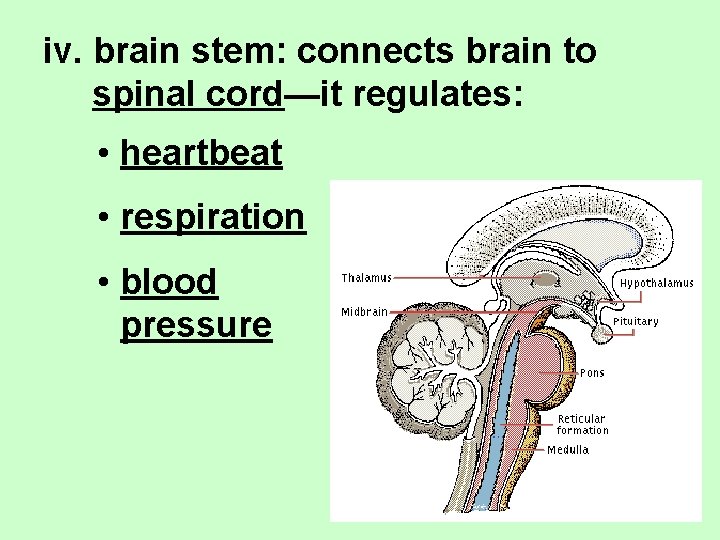 iv. brain stem: connects brain to spinal cord—it regulates: • heartbeat • respiration •