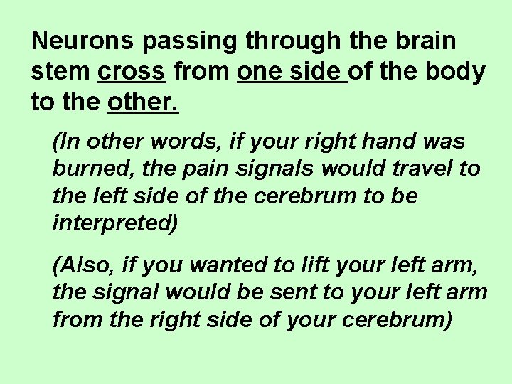Neurons passing through the brain stem cross from one side of the body to