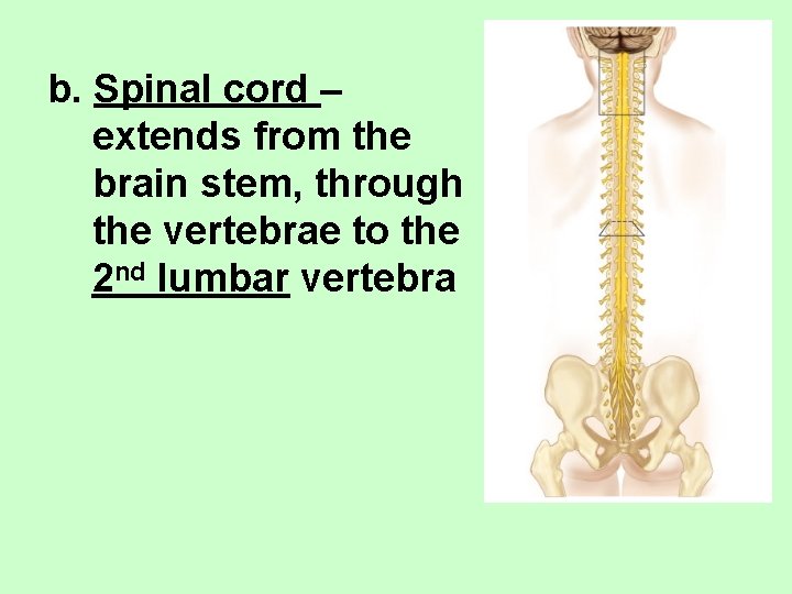 b. Spinal cord – extends from the brain stem, through the vertebrae to the