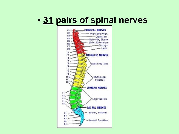  • 31 pairs of spinal nerves 