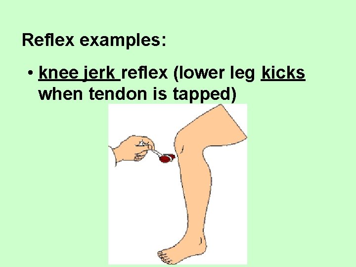 Reflex examples: • knee jerk reflex (lower leg kicks when tendon is tapped) 