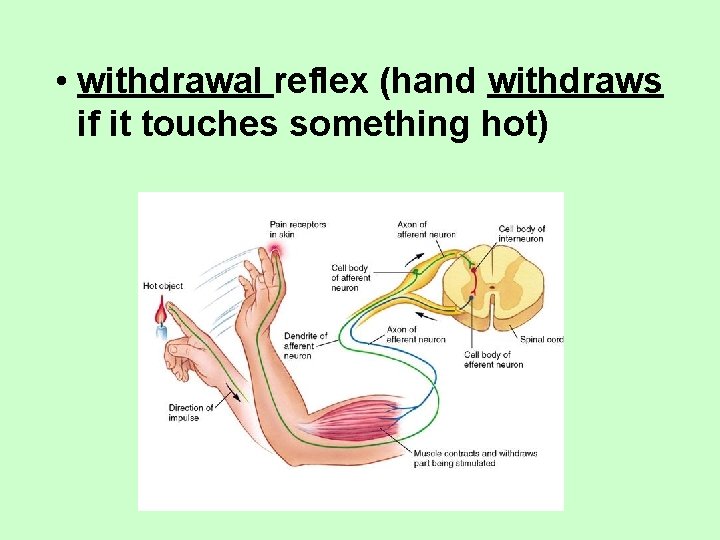  • withdrawal reflex (hand withdraws if it touches something hot) 