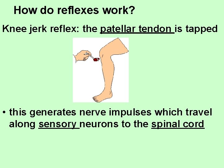 How do reflexes work? Knee jerk reflex: the patellar tendon is tapped • this