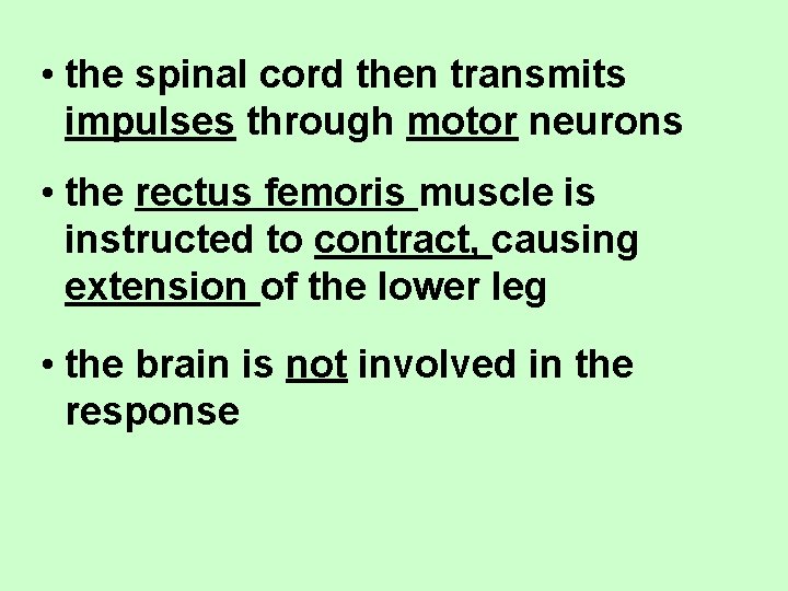  • the spinal cord then transmits impulses through motor neurons • the rectus