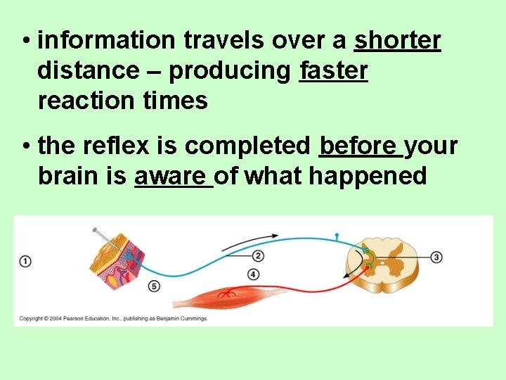  • information travels over a shorter distance – producing faster reaction times •