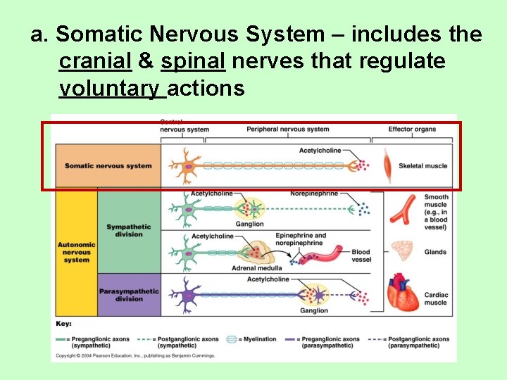 a. Somatic Nervous System – includes the cranial & spinal nerves that regulate voluntary