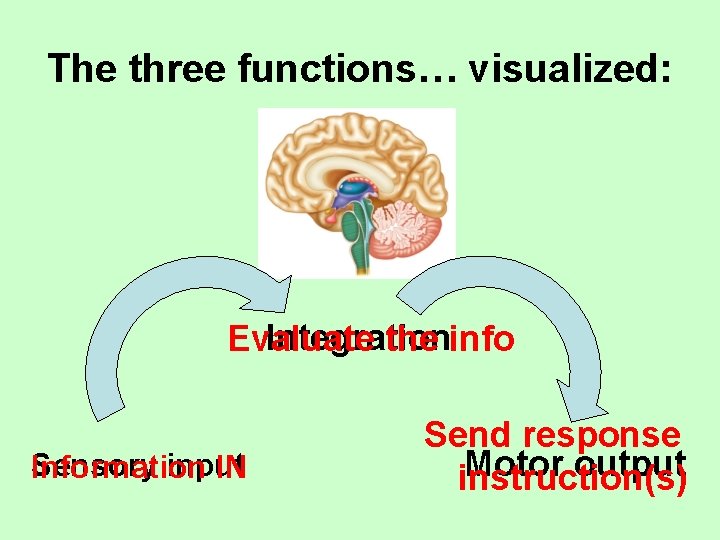 The three functions… visualized: Integration Evaluate the info Sensory input Information IN Send response
