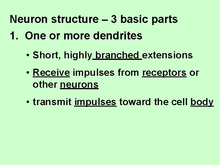 Neuron structure – 3 basic parts 1. One or more dendrites • Short, highly