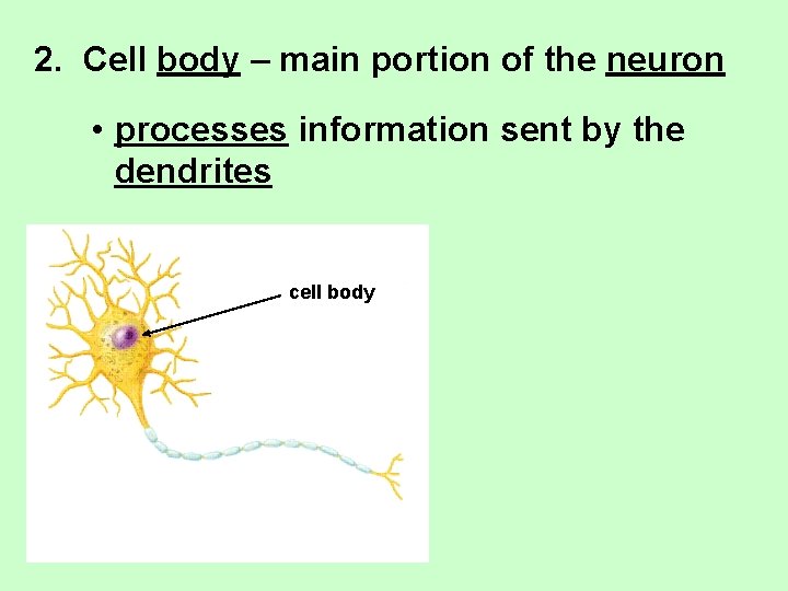 2. Cell body – main portion of the neuron • processes information sent by