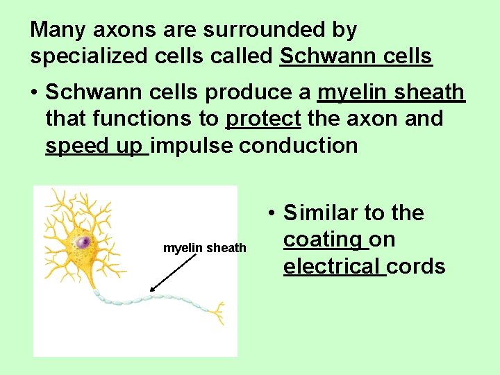 Many axons are surrounded by specialized cells called Schwann cells • Schwann cells produce