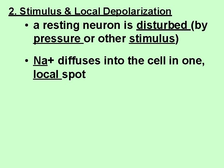 2. Stimulus & Local Depolarization • a resting neuron is disturbed (by pressure or