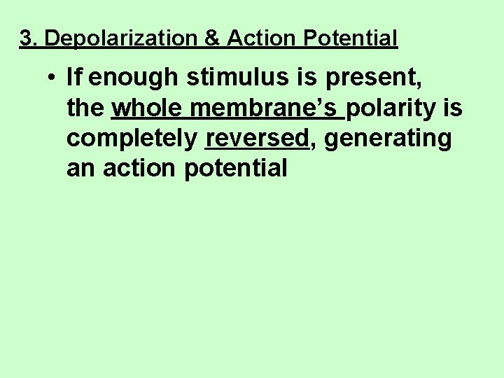 3. Depolarization & Action Potential • If enough stimulus is present, the whole membrane’s