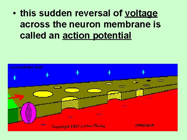  • this sudden reversal of voltage across the neuron membrane is called an