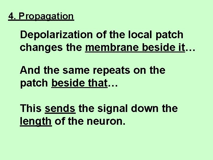 4. Propagation Depolarization of the local patch changes the membrane beside it… And the