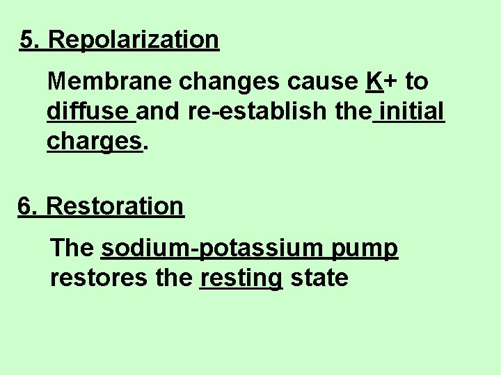 5. Repolarization Membrane changes cause K+ to diffuse and re-establish the initial charges. 6.