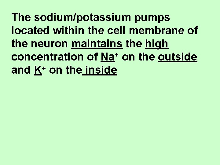 The sodium/potassium pumps located within the cell membrane of the neuron maintains the high