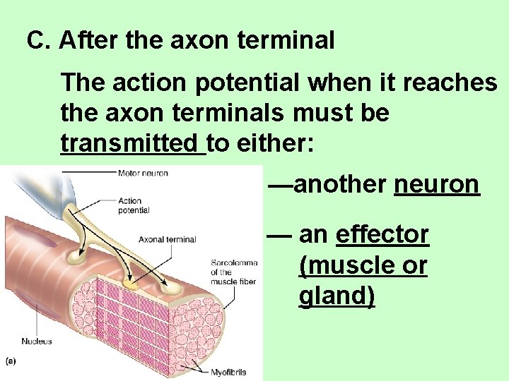 C. After the axon terminal The action potential when it reaches the axon terminals