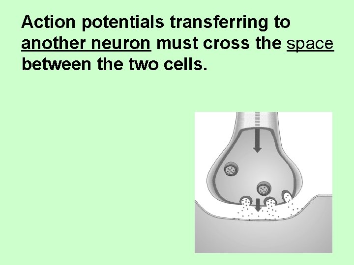 Action potentials transferring to another neuron must cross the space between the two cells.