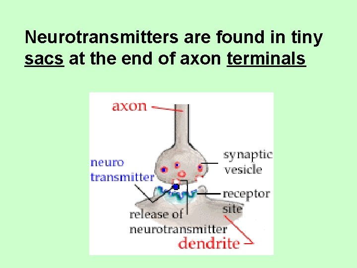 Neurotransmitters are found in tiny sacs at the end of axon terminals 