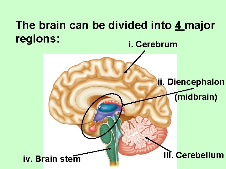 The brain can be divided into 4 major regions: i. Cerebrum ii. Diencephalon (midbrain)