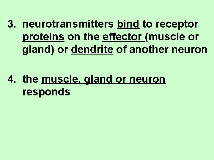 3. neurotransmitters bind to receptor proteins on the effector (muscle or gland) or dendrite