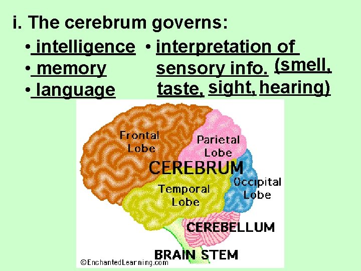 i. The cerebrum governs: • intelligence • interpretation of • memory sensory info. (smell,