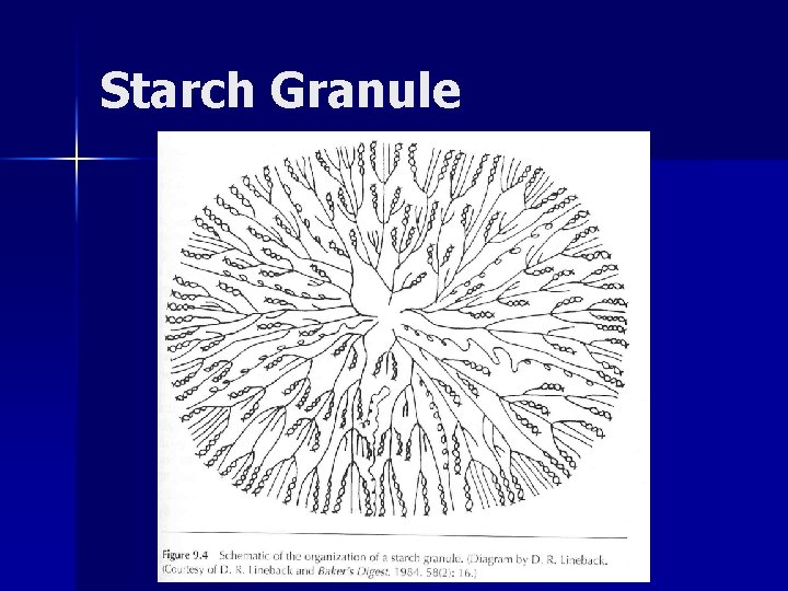 Starch Granule 