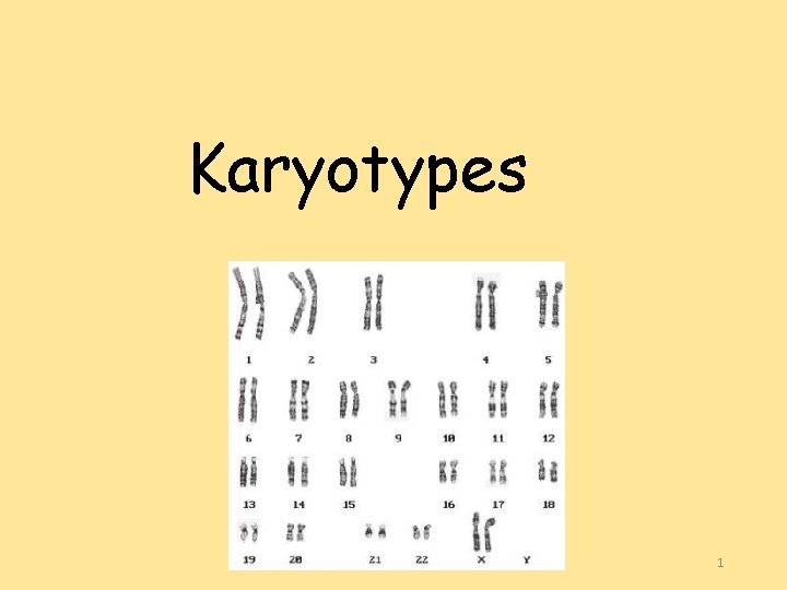 Karyotypes 1 