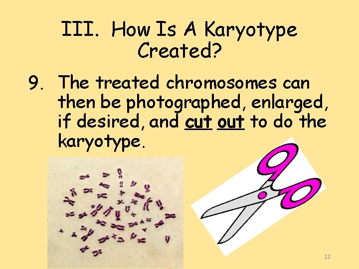 III. How Is A Karyotype Created? 9. The treated chromosomes can then be photographed,