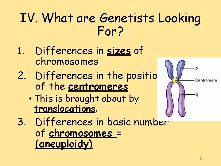 IV. What are Genetists Looking For? 1. Differences in sizes of chromosomes 2. Differences