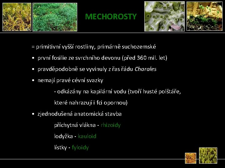 MECHOROSTY = primitivní vyšší rostliny, primárně suchozemské • první fosilie ze svrchního devonu (před