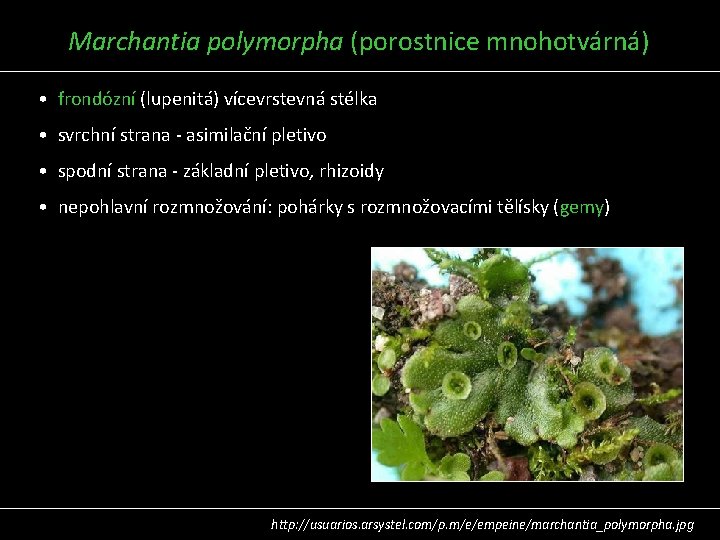  Marchantia polymorpha (porostnice mnohotvárná) • frondózní (lupenitá) vícevrstevná stélka • svrchní strana -