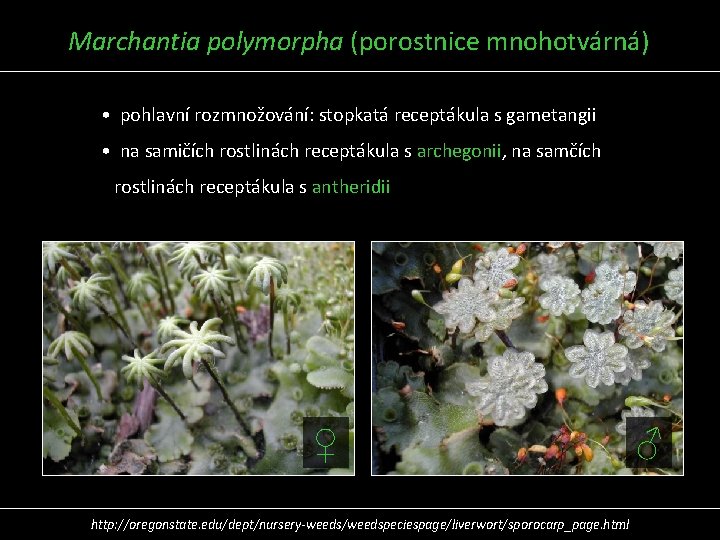 Marchantia polymorpha (porostnice mnohotvárná) • pohlavní rozmnožování: stopkatá receptákula s gametangii • na samičích