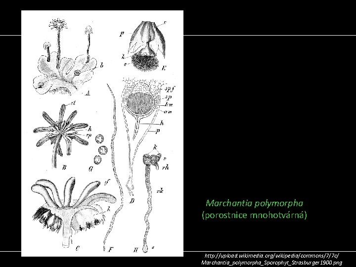  Marchantia polymorpha (porostnice mnohotvárná) http: //upload. wikimedia. org/wikipedia/commons/7/7 c/ Marchantia_polymorpha_Sporophyt_Strasburger 1900. png 