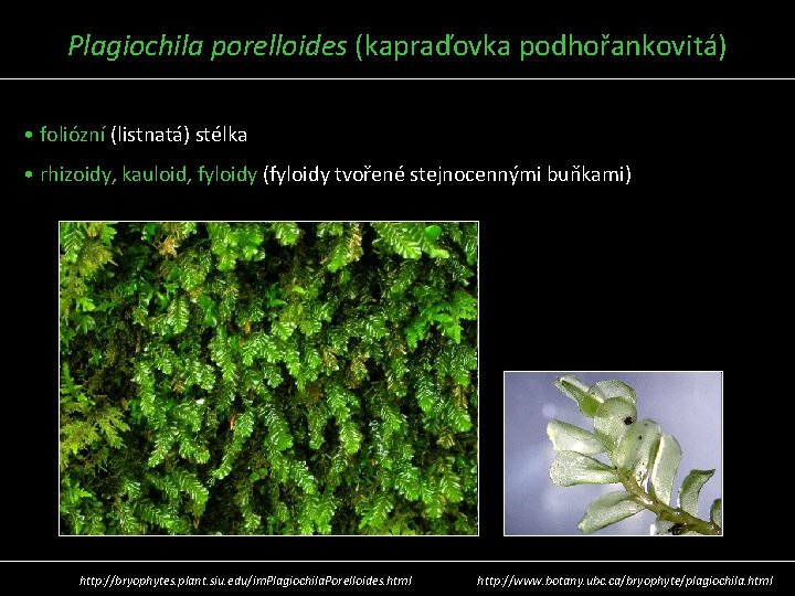 Plagiochila porelloides (kapraďovka podhořankovitá) • foliózní (listnatá) stélka • rhizoidy, kauloid, fyloidy (fyloidy tvořené