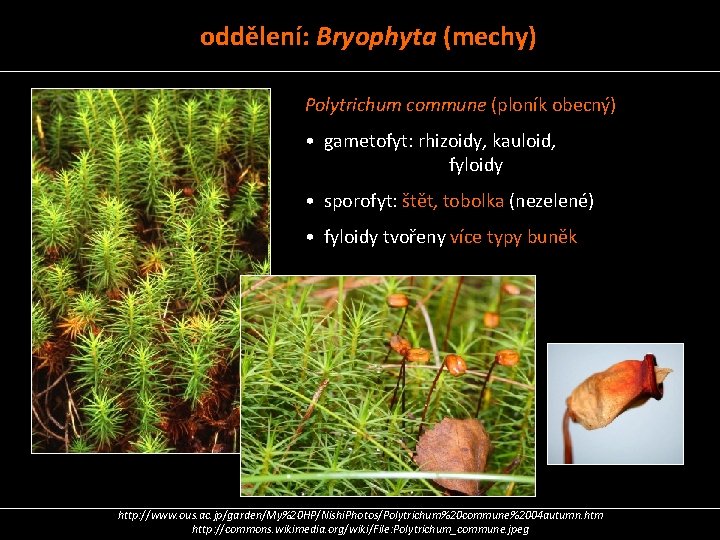 oddělení: Bryophyta (mechy) Polytrichum commune (ploník obecný) • gametofyt: rhizoidy, kauloid, fyloidy • sporofyt:
