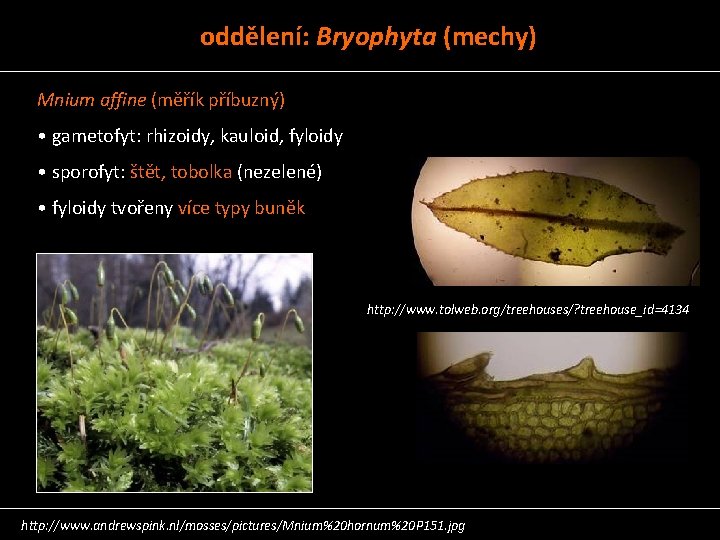oddělení: Bryophyta (mechy) Mnium affine (měřík příbuzný) • gametofyt: rhizoidy, kauloid, fyloidy • sporofyt:
