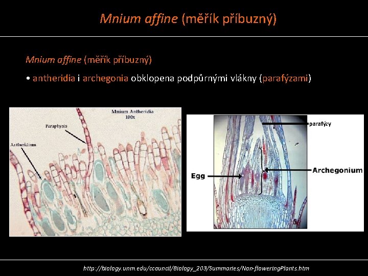 Mnium affine (měřík příbuzný) • antheridia i archegonia obklopena podpůrnými vlákny (parafýzami) parafýzy http: