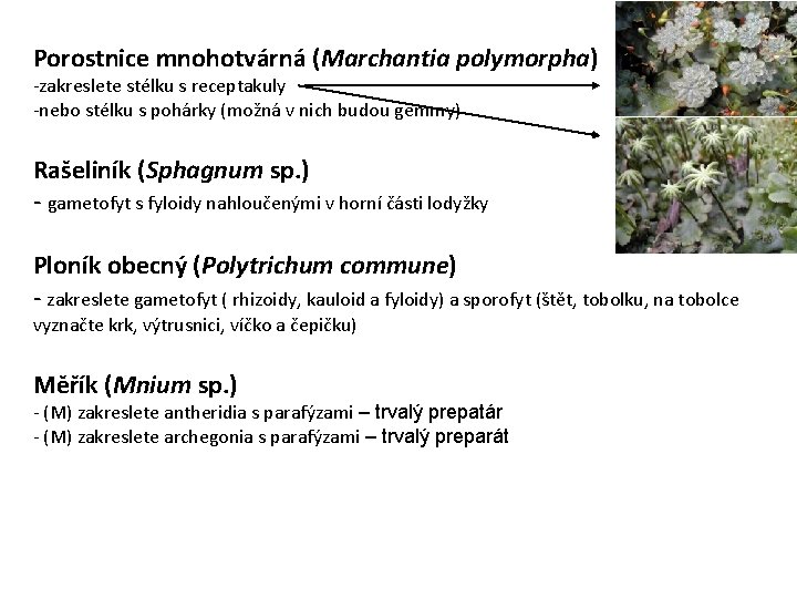 Porostnice mnohotvárná (Marchantia polymorpha) -zakreslete stélku s receptakuly -nebo stélku s pohárky (možná v