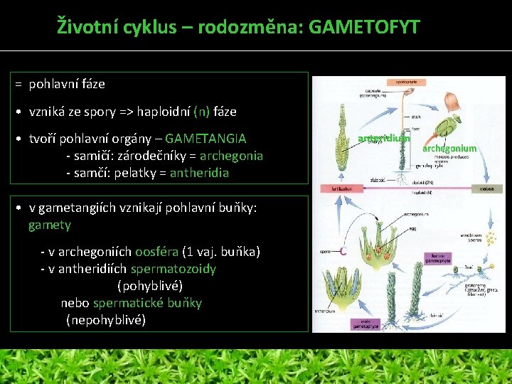 Životní cyklus – rodozměna: GAMETOFYT = pohlavní fáze • vzniká ze spory => haploidní