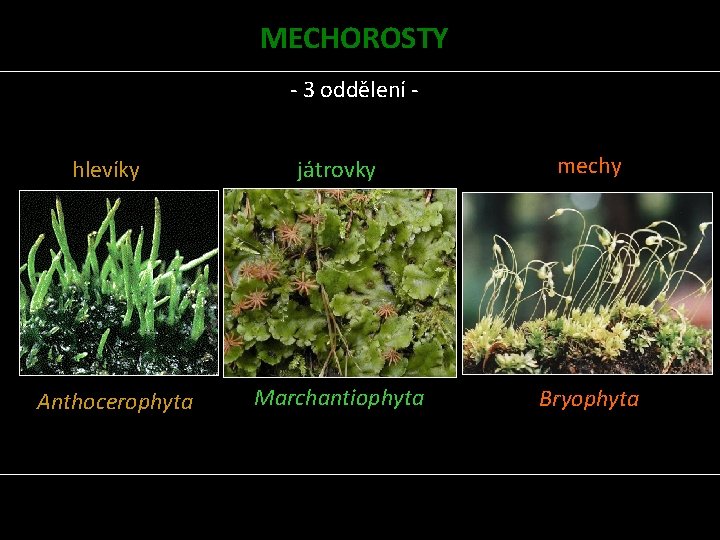 MECHOROSTY - 3 oddělení hlevíky Anthocerophyta játrovky mechy Marchantiophyta Bryophyta 