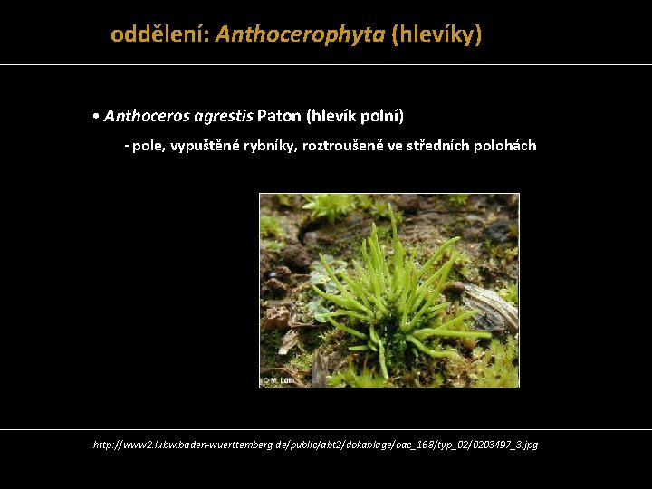 oddělení: Anthocerophyta (hlevíky) • Anthoceros agrestis Paton (hlevík polní) - pole, vypuštěné rybníky, roztroušeně