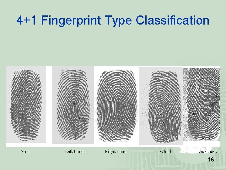 4+1 Fingerprint Type Classification Arch Left Loop Right Loop Whorl undecided 16 4+1 Fingerprint Type Classification Arch Left Loop Right Loop Whorl undecided 16