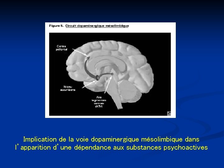 Implication de la voie dopaminergique mésolimbique dans l’apparition d’une dépendance aux substances psychoactives 