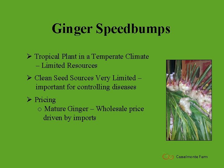 Ginger Speedbumps Ø Tropical Plant in a Temperate Climate – Limited Resources Ø Clean